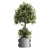 AV Indoor Plants Set 479 Olive Elegant Monstera Ficus Palm - Thumbnail 1