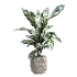 indoor plant 050 - Thumbnail 2