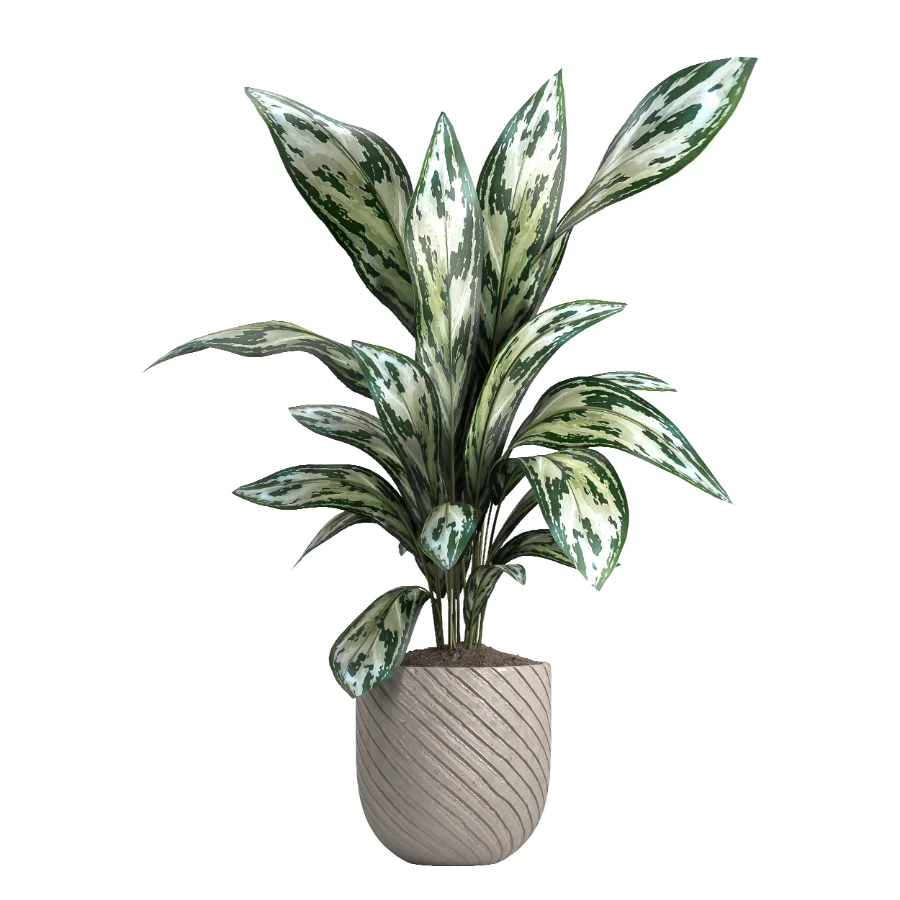 indoor plant 050 - Image 2