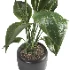 indoor plant 050 - Thumbnail 4