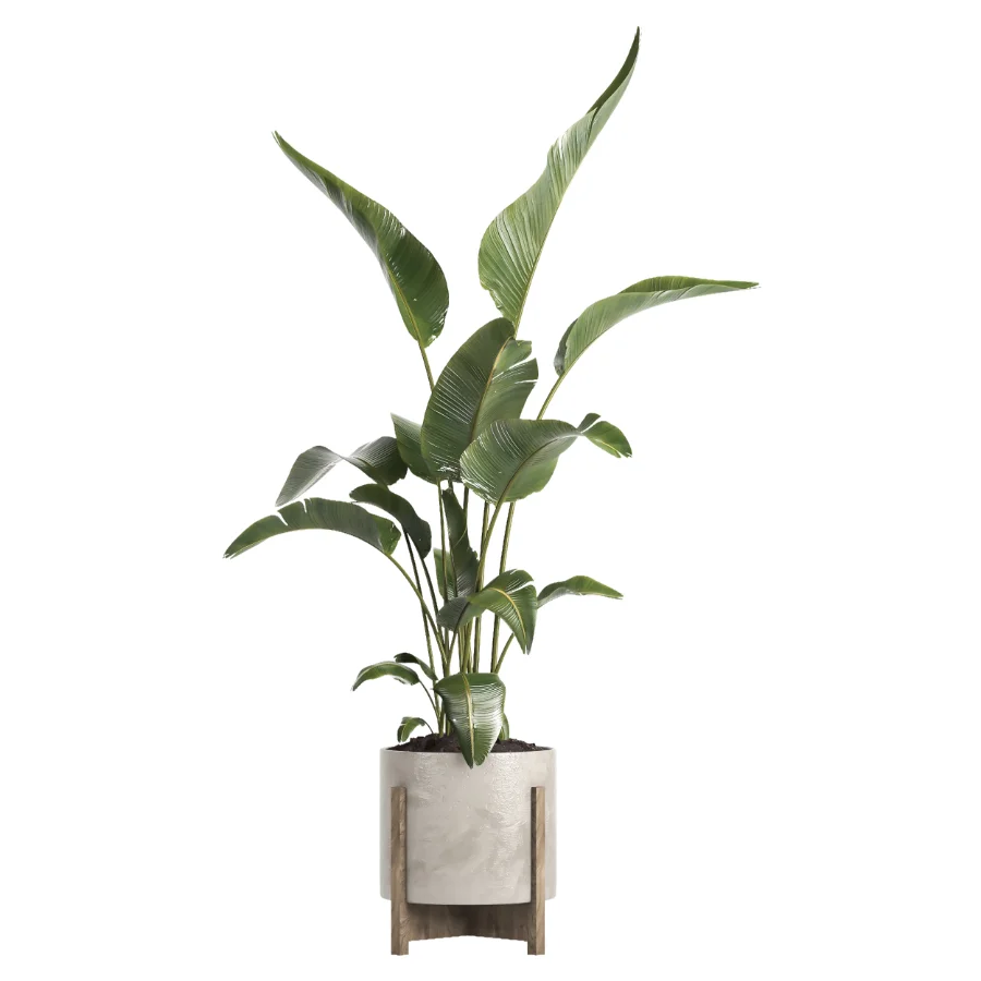 indoor plant 072 - Image 1