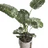 indoor plant 076 - Thumbnail 2