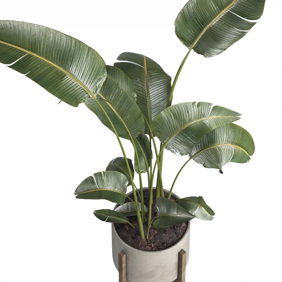 indoor plant 076 - Image 2