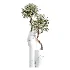 AV Indoor Plants Set 476 Yucca Elephantipes and Olive Tree and Zamioculcas Zamiifolia and Peace Lily - Thumbnail 8