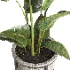 indoor plant 078 - Thumbnail 4