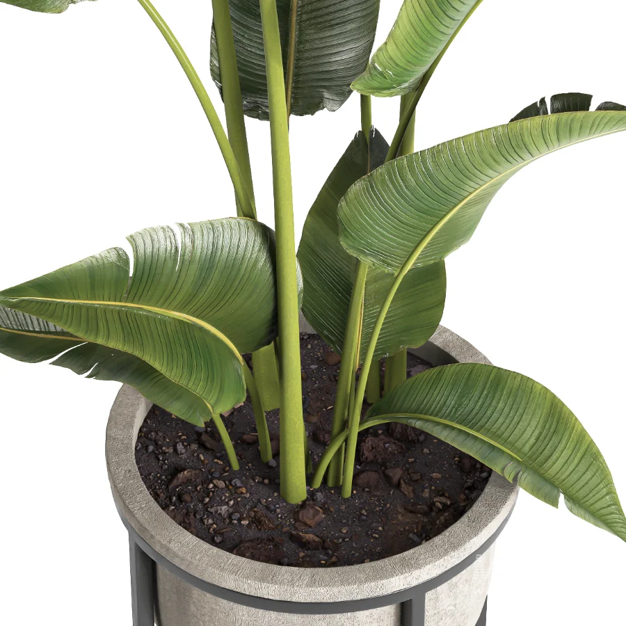 indoor plant 078 - Image 4