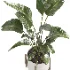 indoor plant 072 - Thumbnail 4