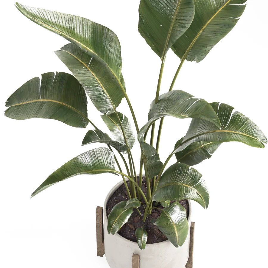 indoor plant 072 - Image 4