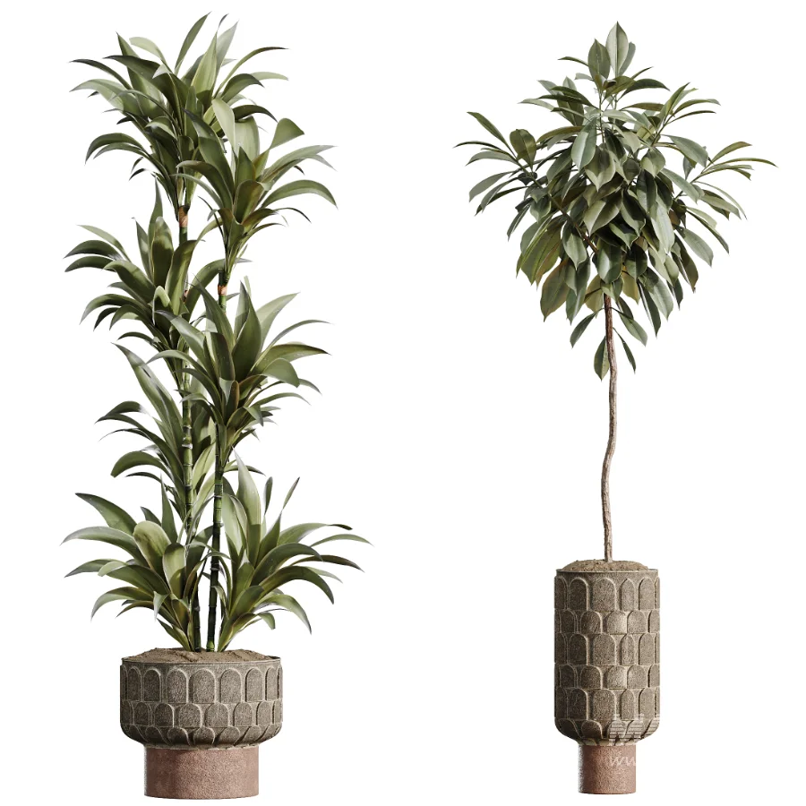 AV Indoor Plants Set 474 Areca Palm and Chemlali Olive and Ravenala Banana and Dracaena Lime Cane and Ficus Cyathistipula - Image 7