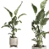 indoor plant 072 - Thumbnail 3