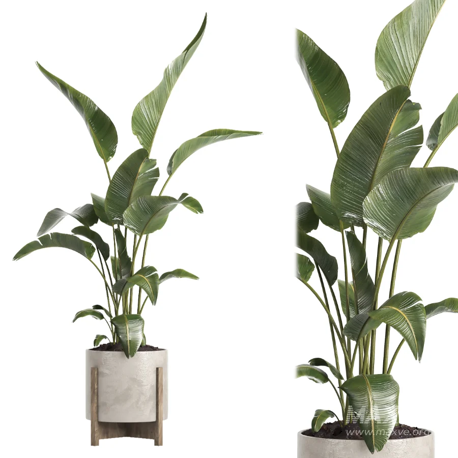 indoor plant 072 - Image 3