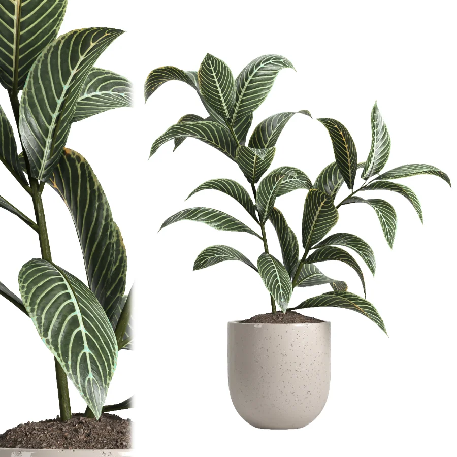 indoor plant 047 - Image 4
