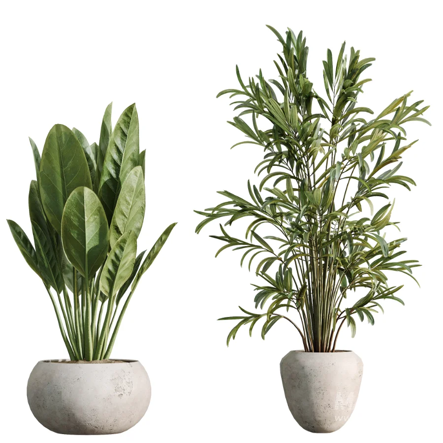 AV Indoor Plants Set 484 Areca Palm and Olive Eucalyptus and Dracaena Warnecki and Ficus Elastica - Image 6