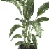 indoor plant 082 - Thumbnail 3