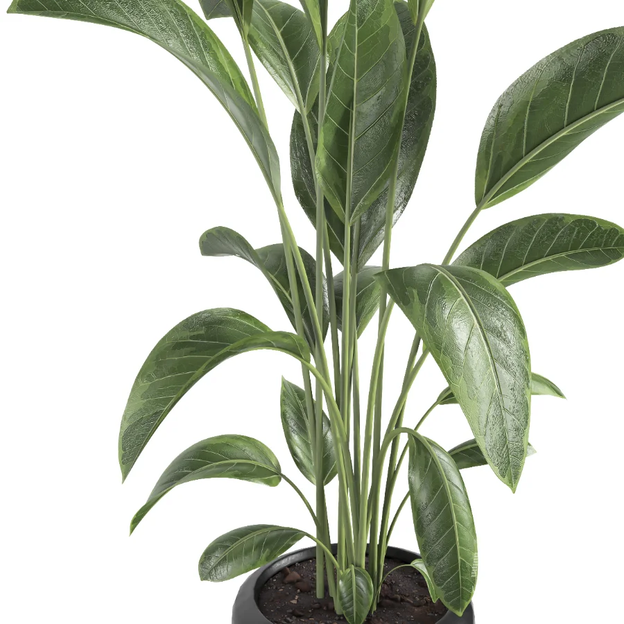indoor plant 082 - Image 3