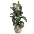 indoor plant 049 - Thumbnail 2