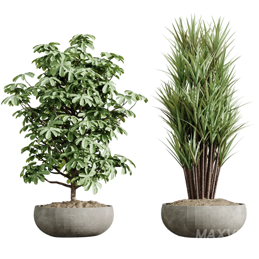 AV Indoor Plants Set 472 Yucca Elephantipes and Chemlali Olive and Cunjevoi Alocasia and Schefflera Arboricola and Ficus macrocarpa - Image 8