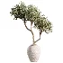 AV Indoor Plants Set 473 Spineless Yucca and Calathea Lutea and Snake Sansevieria and Olive Indoor Tree - Thumbnail 1