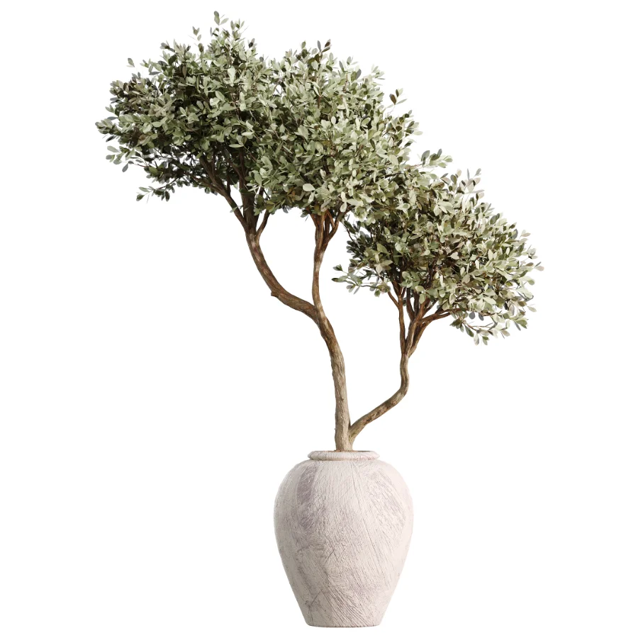 AV Indoor Plants Set 473 Spineless Yucca and Calathea Lutea and Snake Sansevieria and Olive Indoor Tree - Image 1