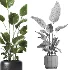 indoor plant 061 - Thumbnail 5