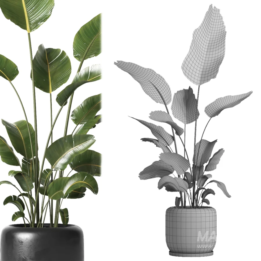 indoor plant 061 - Image 5