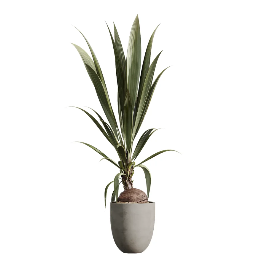 AV Indoor Plants Set 478 Ficus Cane Dragon Bonsai Coconut Palm - Image 3