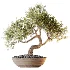 AV Indoor Plants Set 523 Areca Palm Olive Euphorbia Cyara - Thumbnail 8