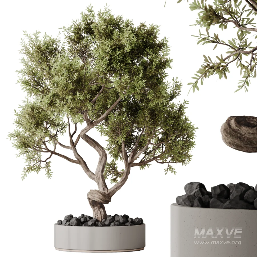 AV Indoor Plants Set 478 Ficus Cane Dragon Bonsai Coconut Palm - Image 6