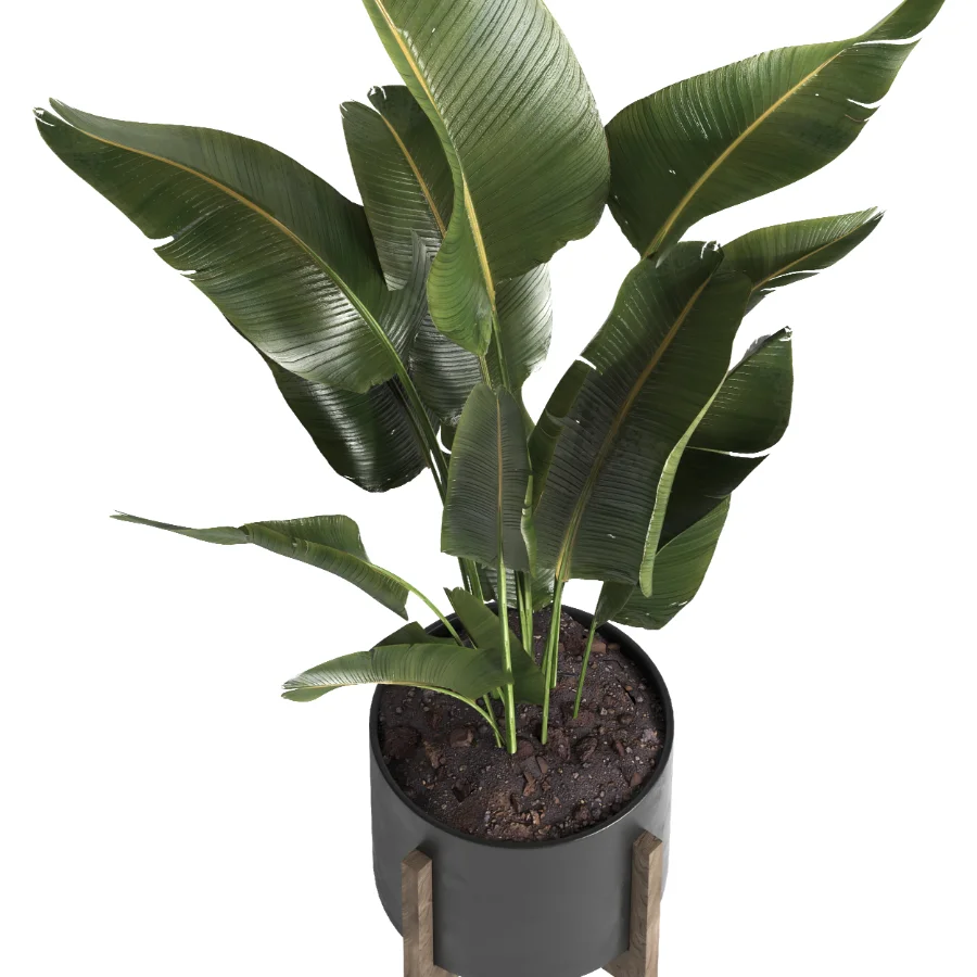 indoor plant 053 - Image 3