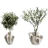 AV Indoor Plants Set 487 Lady Palm and Olive Tree and Snake Sansevieria - Thumbnail 7