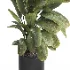 indoor plant 059 - Thumbnail 3