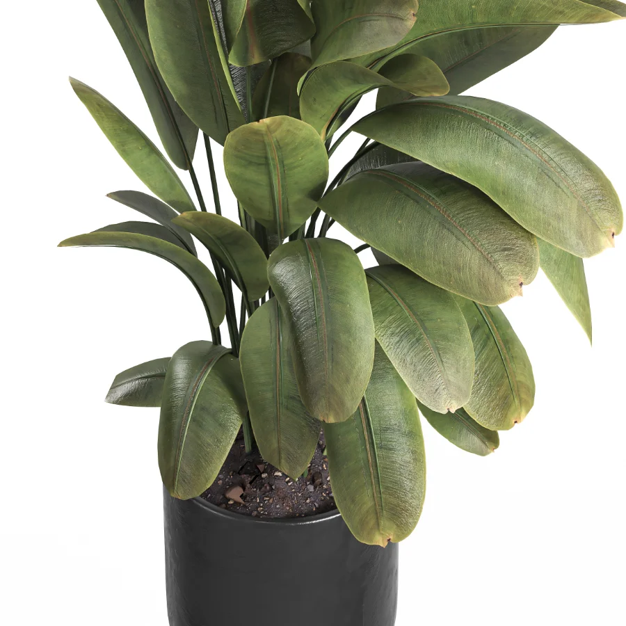 indoor plant 059 - Image 3