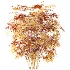 AV Plant Rhapis Excelsa Palm Bush 01 - Thumbnail 8