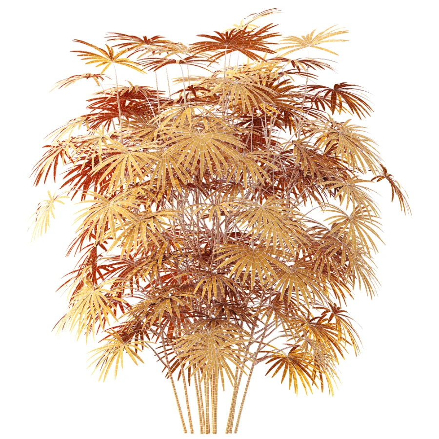 AV Plant Rhapis Excelsa Palm Bush 01 - Image 8
