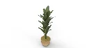 Banana Leaf Tree in Planter - Thumbnail 8