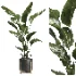 indoor plant 043 - Thumbnail 1