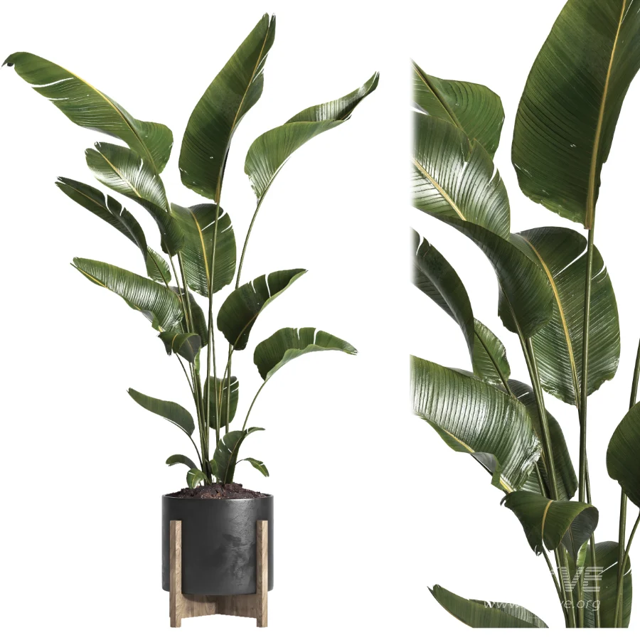 indoor plant 043 - Image 1