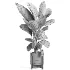 indoor plant 046 - Thumbnail 4