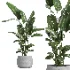 indoor plant 057 - Thumbnail 2