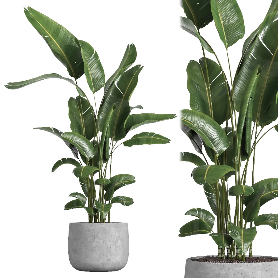 indoor plant 057 - Image 2
