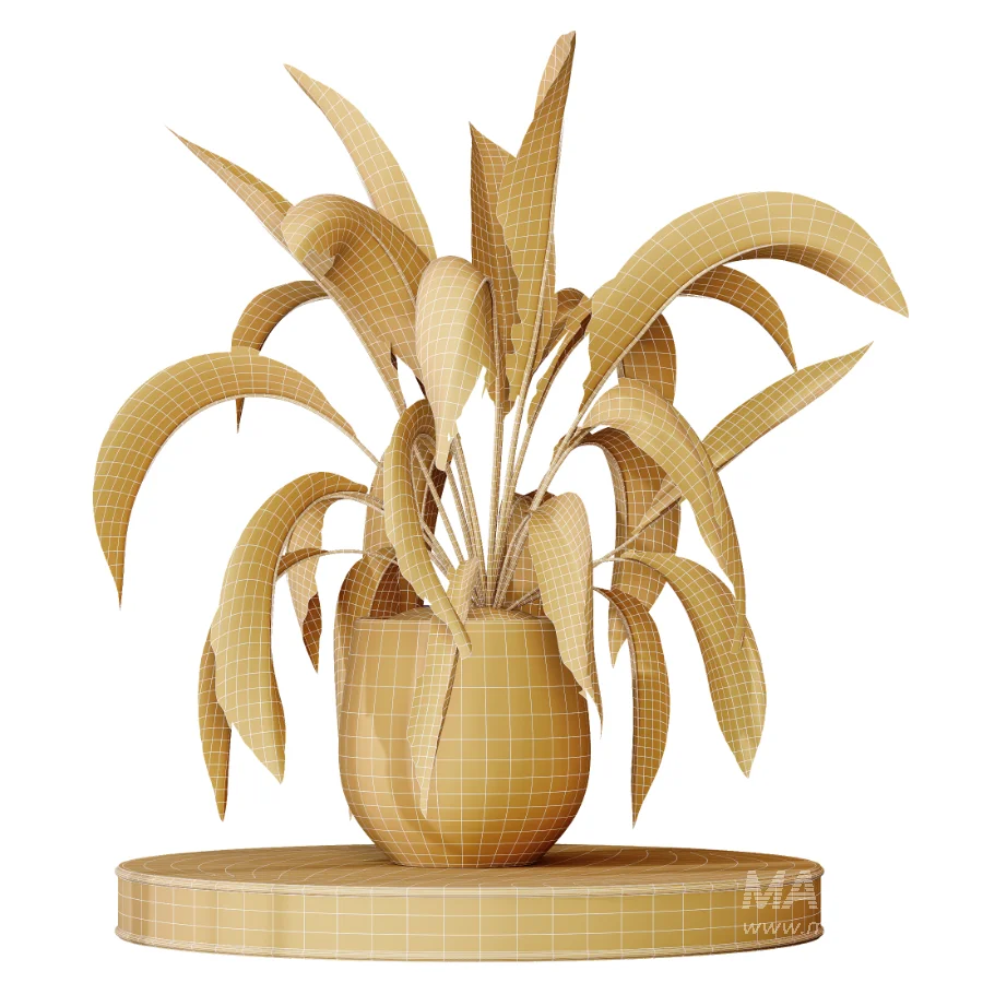 AV Indoor Plants Set 477 Elegant Monstera and Peace Lily and Chemlali Olive and Euphorbia Drupifera and Cat Reed Palm - Image 11