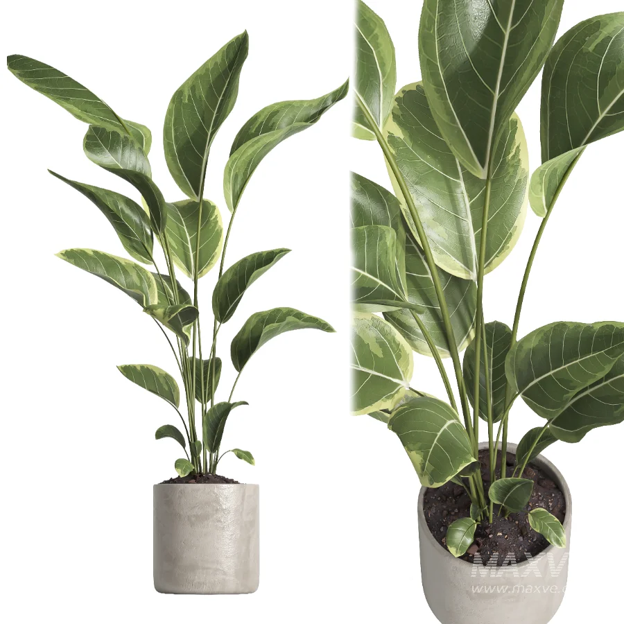 indoor plant 062 - Image 3