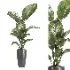 indoor plant 081 - Thumbnail 3