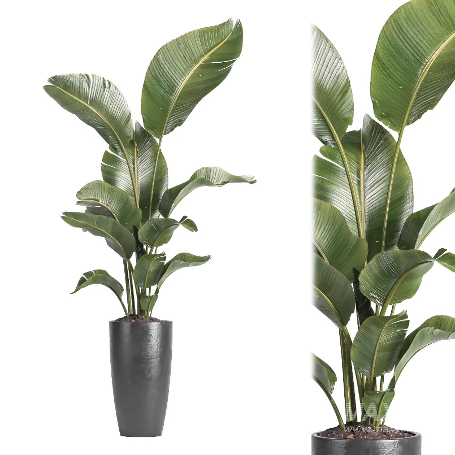 indoor plant 081 - Image 3