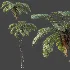 AV Plant Sphaeropteris Lepifera Palm Tree 01 - Thumbnail 3