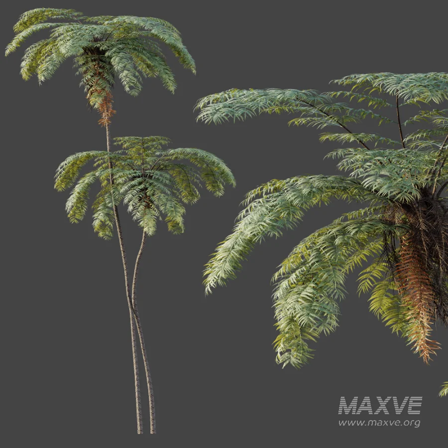 AV Plant Sphaeropteris Lepifera Palm Tree 01 - Image 3