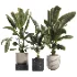 indoor plant 060 - Thumbnail 1