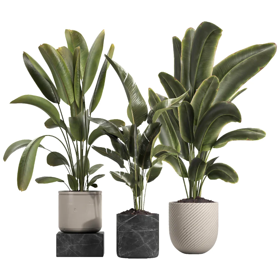 indoor plant 060 - Image 1