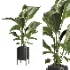 indoor plant 074 - Thumbnail 2