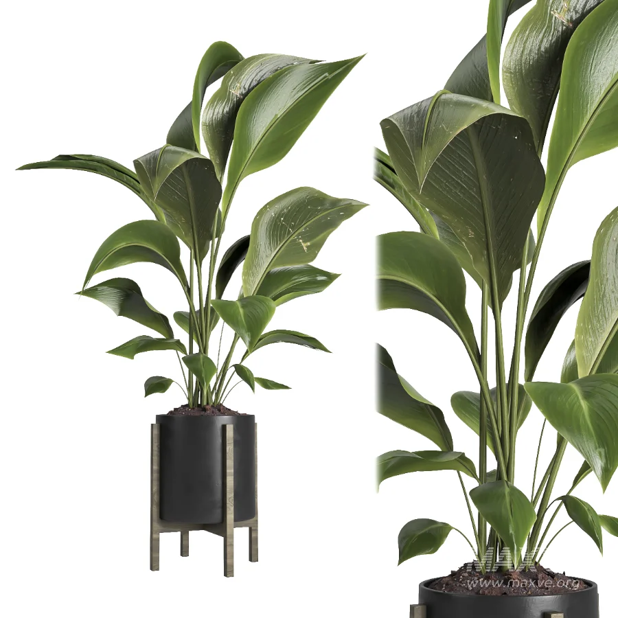 indoor plant 074 - Image 2